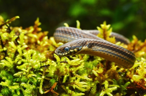 Striped Litter Snake