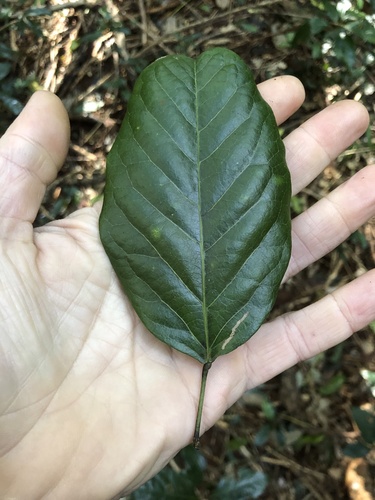 Carronia multisepalea