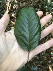 Carronia multisepalea