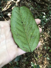 Carronia multisepalea, photograph Samuel Frankel, CC BY, iNaturalist via GBIF