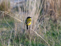 Motacilla flava feldegg