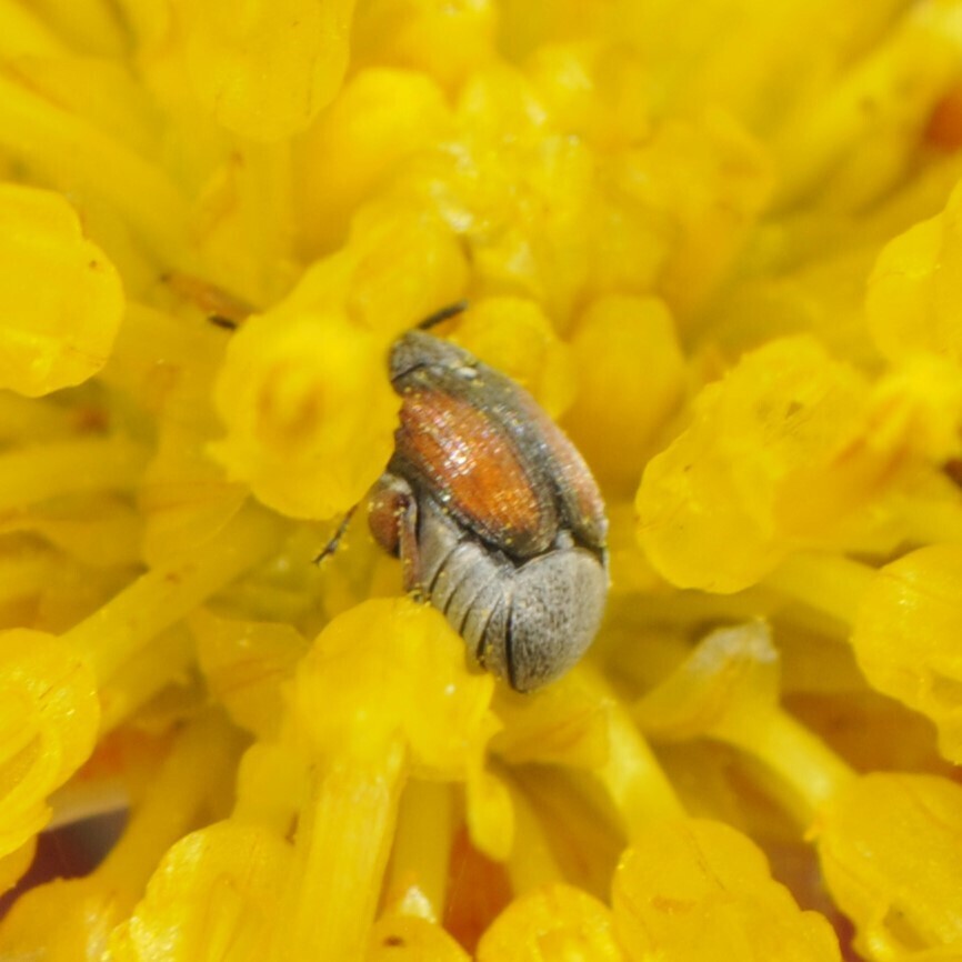 Sennius morosus
