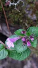 Clinopodium laxiflorum