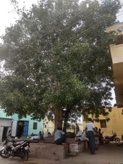 Ficus religiosa