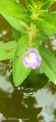 Limnophila