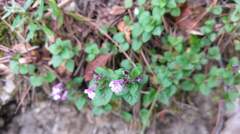 Clinopodium laxiflorum