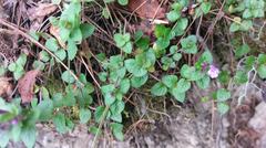 Clinopodium laxiflorum