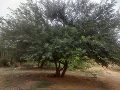 Albizia amara