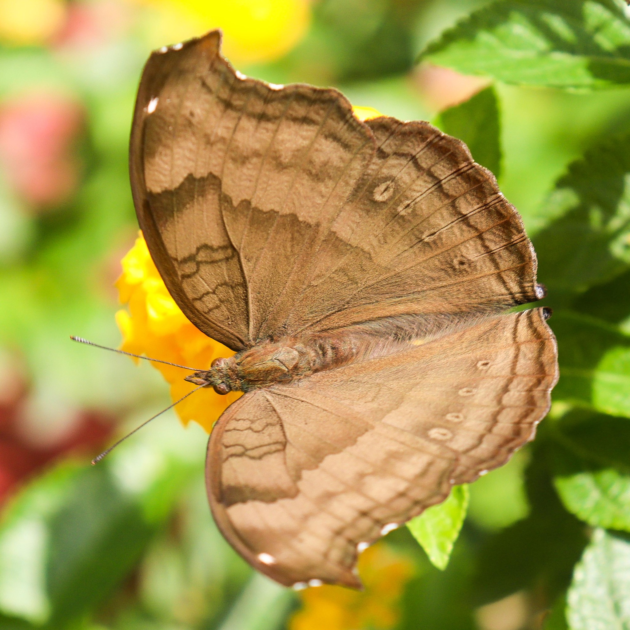 Chocolate Pansy