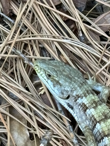 iNaturalist observation photo of Southern Alligator Lizard
