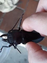 Mallodon chevrolatii