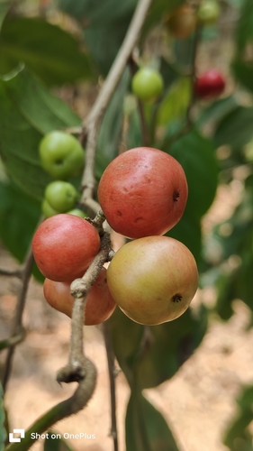 Flacourtia montana