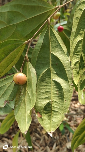 Flacourtia montana, photograph 2