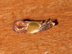 Eumarozia malachitana image