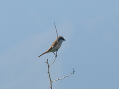 Lanius phoenicuroides