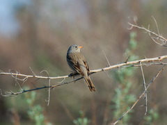Emberiza buchanani