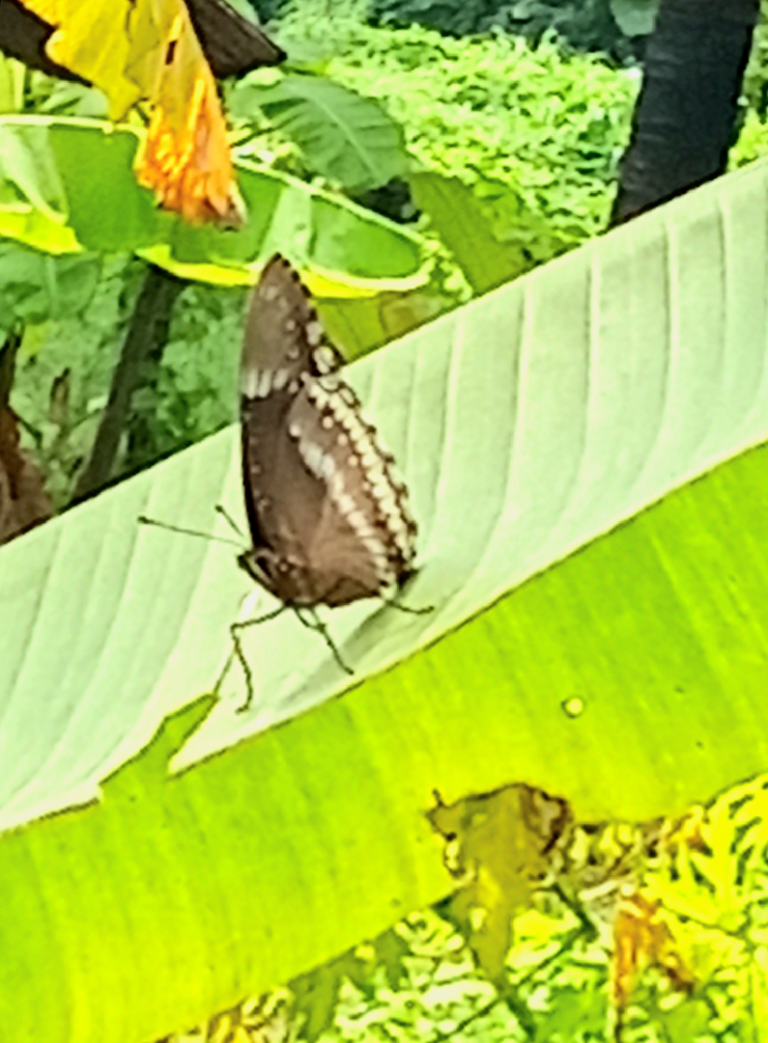 Great Eggfly