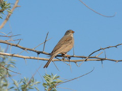 Emberiza buchanani