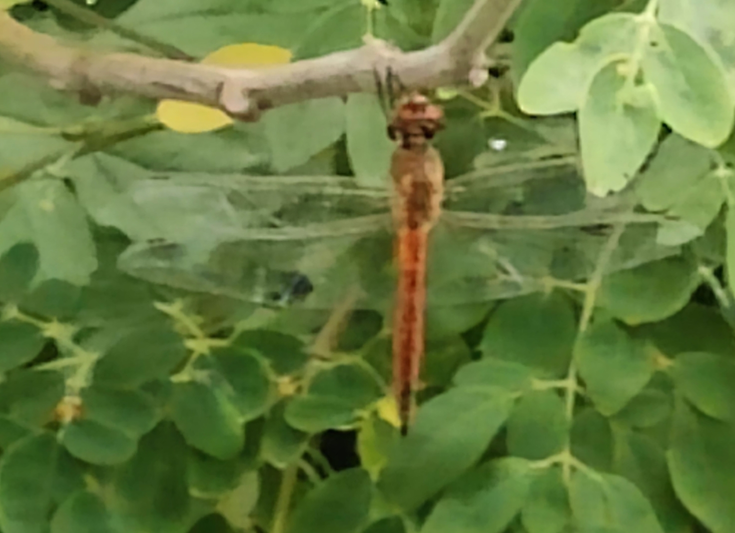 Globe Skimmer