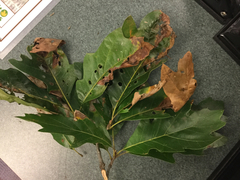 Quercus × leana