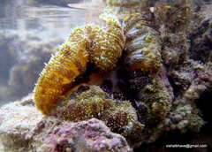 Stichodactyla tapetum