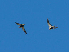 Pterocles orientalis