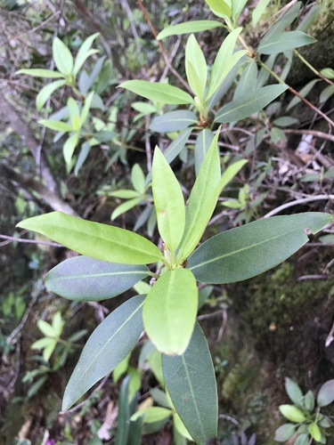 Rhododendron keiskei
