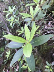 Rhododendron keiskei