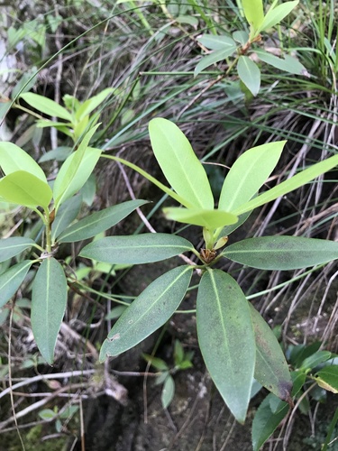 Rhododendron keiskei, photograph 3
