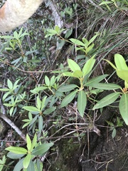 author not stated, no rights reserved Rhododendron keiskei, photograph author not stated, no rights reserved