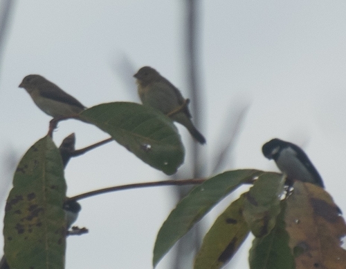 Lesson's Seedeater (Sporophila bouvronides), photo 7