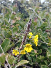 Tropaeolum brachyceras