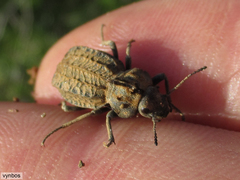 Trachynotus reticulatus