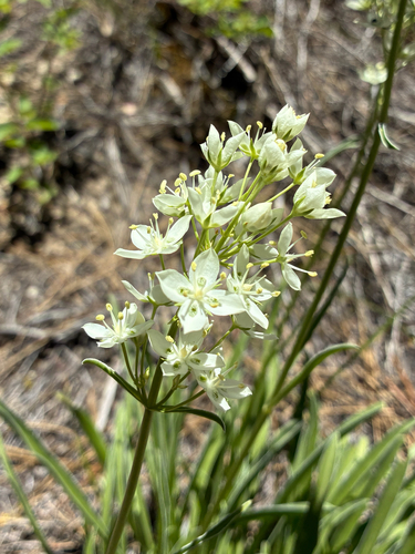 white Frasera (Frasera montana)
