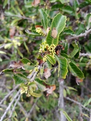 Schinus latifolia