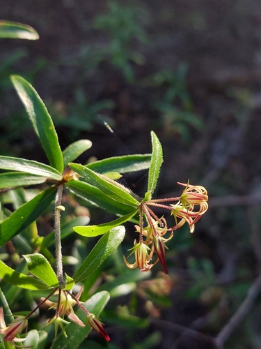 Pittosporum pimeleoides, photograph 4