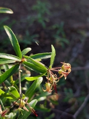 author not stated, no rights reserved Pittosporum pimeleoides, photograph author not stated, no rights reserved