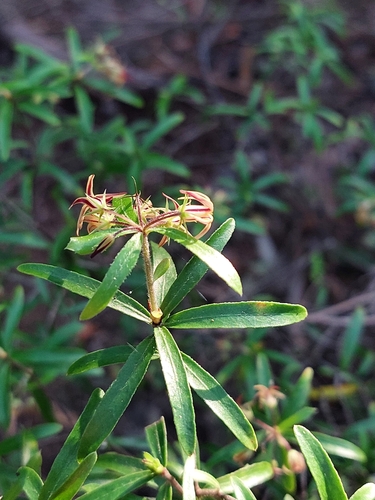Pittosporum pimeleoides, photograph 5