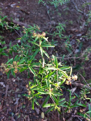 Pittosporum pimeleoides, photograph 6