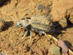 Trachynotus reticulatus