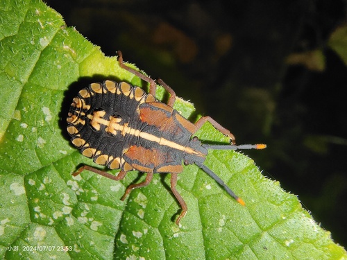 Sagriva vittata