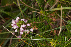 Erica vagans