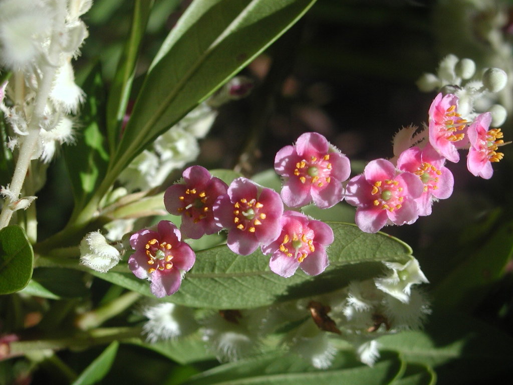 Purdiaea belizensis