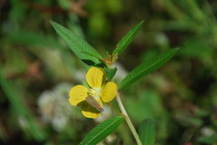 Ludwigia hexapetala