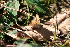 Lycaena phlaeas hypophlaeas