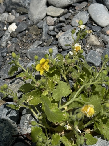 Lobed-leaf stingbush (Eucnide lobata)