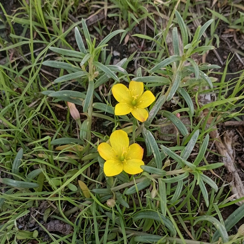 Talinum lineare