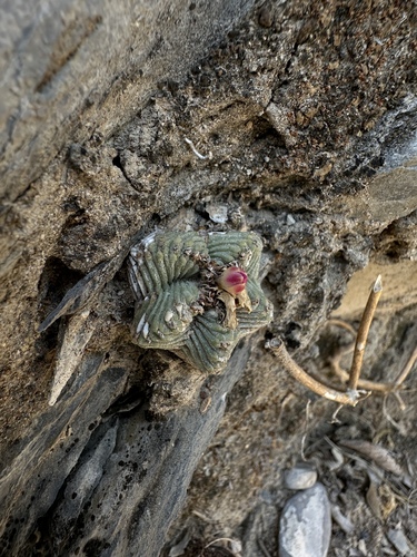 Aztekium ritteri