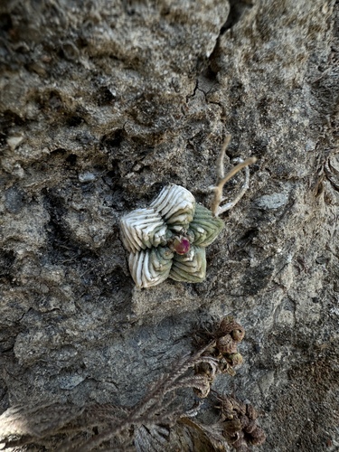Aztekium ritteri