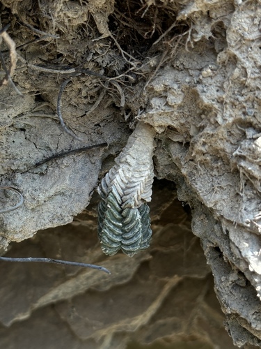 Aztekium ritteri